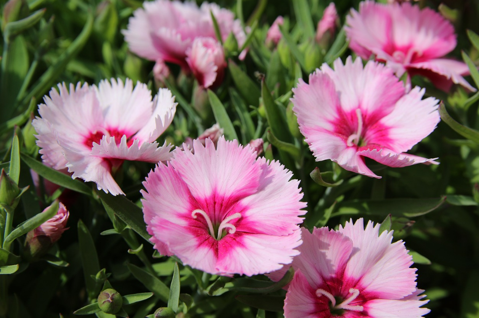 Painting Dianthus Seeds