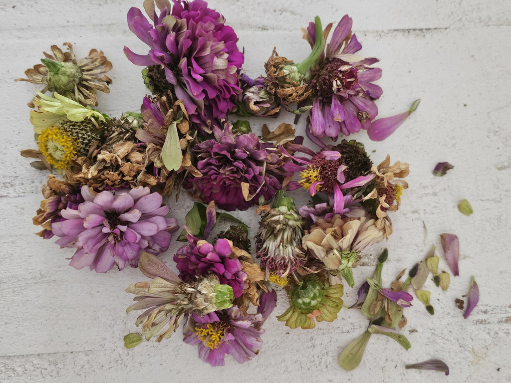 Seed Collection For Botanical Illustration